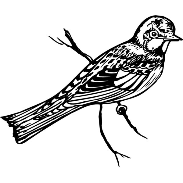 BIRD019 Thumbnail